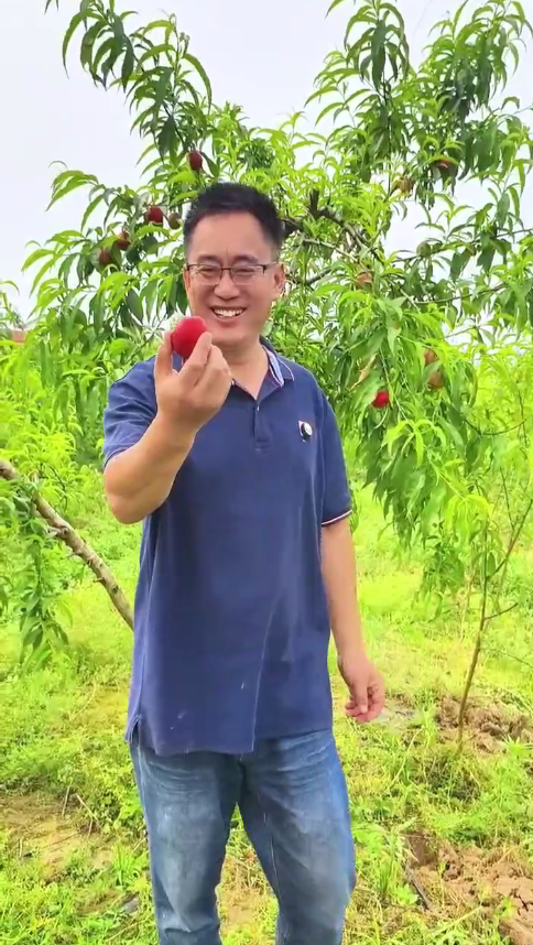 1号基地油桃品种宣传